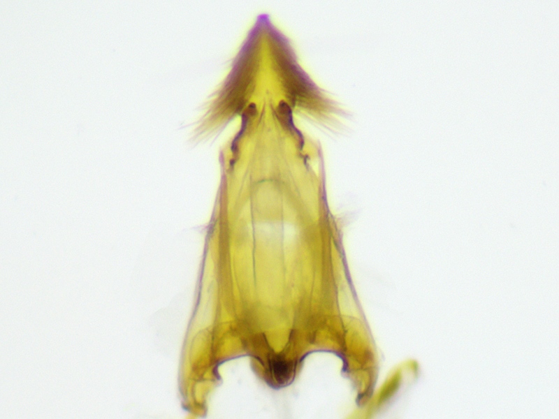 Carpatolechia decorella